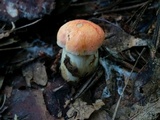 Gyroporus ballouii image