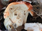 Gyroporus ballouii image