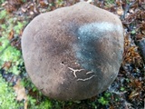 Tylopilus griseocarneus image