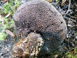 Tylopilus griseocarneus image