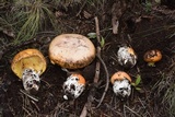 Amanita cochiseana image