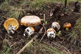 Amanita cochiseana image
