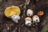 Amanita cochiseana image