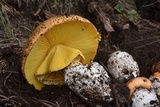 Amanita cochiseana image