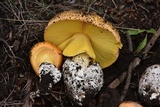 Amanita cochiseana image