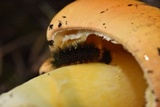 Amanita cochiseana image