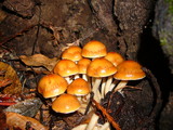 Psathyrella piluliformis image