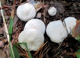 Tricholoma album image