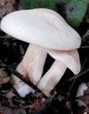 Tricholoma album image