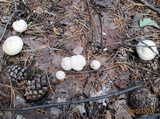 Tricholoma album image