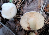 Tricholoma album image