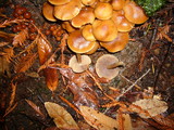 Psathyrella piluliformis image