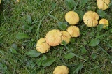 Suillus americanus image