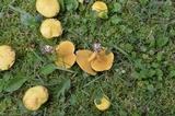 Suillus americanus image