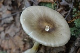 Amanita brunnescens image