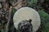 Amanita brunnescens image