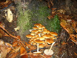 Psathyrella piluliformis image