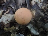 Phylloporus rhodoxanthus image