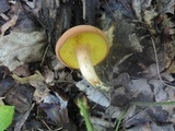 Phylloporus rhodoxanthus image