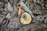 Lactarius volemus image