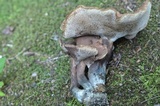 Sarcodon scabrosus image