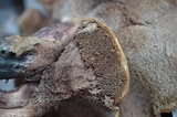 Sarcodon scabrosus image