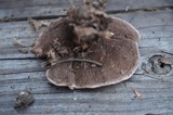 Sarcodon scabrosus image