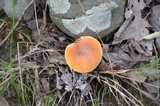 Lactifluus hygrophoroides image