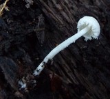 Cystolepiota seminuda image