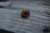 Coltricia cinnamomea image