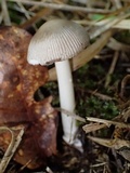Amanita sect. Vaginatae image