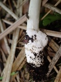 Amanita sect. Vaginatae image