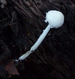 Cystolepiota seminuda image