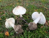 Amanita suballiacea image