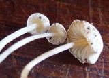 Cystolepiota seminuda image