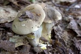 Retiboletus griseus image