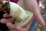 Retiboletus griseus image