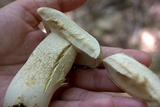 Retiboletus griseus image