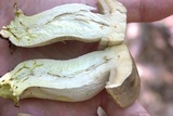 Retiboletus griseus image
