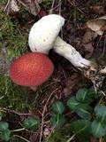 Hypomyces completus image