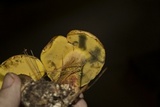 Baorangia bicolor image