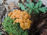 Xeromphalina kauffmanii image