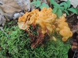 Xeromphalina kauffmanii image