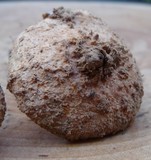Cystolepiota petasiformis image