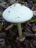 Amanita brunnescens image