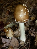 Amanita brunnescens image