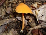 Entoloma salmoneum image