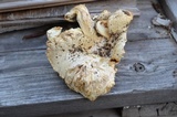 Lactarius pubescens var. betulae image