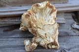 Lactarius pubescens var. betulae image
