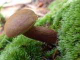 Imleria badia image